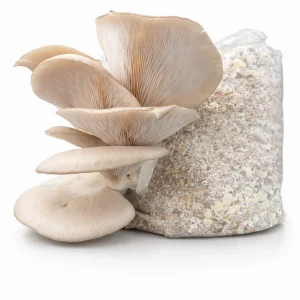 Austernseitlinge Growkit
